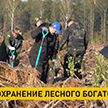 В Беларуси продолжают восстанавливать леса