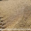 Песков: соглашения по вывозу украинского зерна можно назвать примером удачного ведения переговоров