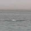 Акула убила человека на пляже в Хургаде