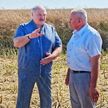А. Лукашенко об участках с полеглыми хлебами: Если пойдут дожди, они окончательно пропадут