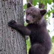 Медведь попытался сломать пограничный кордон и сбежать из Литвы в Беларусь