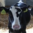 Компания ArkeaBio под контролем Билла Гейтса начала разработку «климатической вакцины» для коров