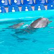 В Минском зоопарке родился первый за 10 лет дельфин