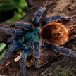 «Электрического» тарантула обнаружили в Таиланде
