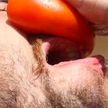 Праздник со вкусом томатов: в Ивье прошел фестиваль в честь помидоров (ВИДЕО)