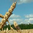 Урожай-2021: хлеборобы Беларуси уже убрали 25% полей