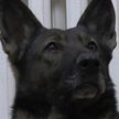 В Алматы военнослужащему Нацгвардии вернули служебную собаку. Вы только посмотрите на глаза пса! (ВИДЕО)