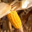 Уборка кукурузы завершается в Гомельской области
