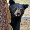 Медведь в зоопарке удивил всех неожиданной выходкой (ВИДЕО)