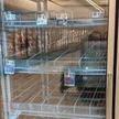 Жители Австралии и США опустошают полки магазинов из-за «омикрон»-штамма
