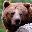 Что делать при встрече с медведем или другим диким животным?