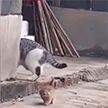 «Я не нагулялся»: сбежавший от мамы непослушный котенок рассмешил Сеть
