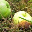Что делать с упавшими яблоками и грушами? Советы Дмитрия Рябова