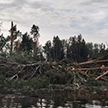 В Витебской области ураган смял порядка 30 гектаров леса
