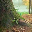 Минлесхоз ввел ограничения на посещение лесов в 11 районах Беларуси