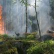 1,5 га леса горят после взрыва на складе подлежащих утилизации снарядов возле Берлина