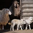 У белорусского фермера за долги по алиментам арестовали стадо овец