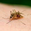 В Бангладеше зафиксирована крупнейшая вспышка лихорадки денге: скончались 1000 человек