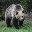 В Канаде медведь гризли убил двух человек