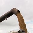 Уборочная–2022: в Несвижском районе аграрии первыми в области намолотили 100 тыс. тонн зерна