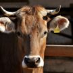 Начальник молочно-товарного комплекса похищал на работе коров и продавал их. Так он заработал Br38 тысяч