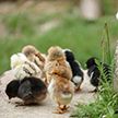 На базе агрокомбината «Дзержинский» планируют создать селекционно-генетический центр птицеводства