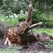 В Минске ветром повалило десятки деревьев