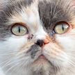 Токсоплазмоз: болезнь кошек и людей. Как избежать заражения?