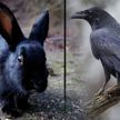 Новая оптическая иллюзия: кролик или ворон (ВИДЕО)