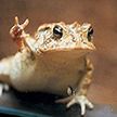 Очаровательная жаба Тоби покорила Интернет! Видео