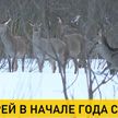 В Беларуси проводят подсчет диких животных