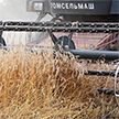 Высокий урожай зерновых и зернобобовых: белорусские аграрии подводят итоги года