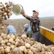 Лукашенко потребовал мобилизовать студентов, рабочих и госслужащих для уборки урожая