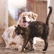 Ученые: владельцы собак привязаны к питомцам сильнее, чем владельцы кошек