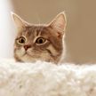 Кот попытался прыгнуть с мокрого пола на диван. Только посмотрите, что  у него получилось – 100% будете смеяться! (ВИДЕО)