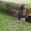 В Минске из-за непогоды на женщину упало дерево. Она погибла