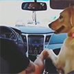 «Держи меня»: пес взял хозяину за руку, чтобы не бояться поездки на авто, и рассмешил Сеть