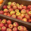 В Беларуси будут сдерживать цены на импортные овощи и фрукты