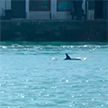 В опустевших каналах Венеции заметили дельфинов (Видео)