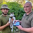 В ряды ВСУ начали призывать котов – и даже вручать им награды