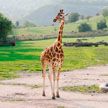 В Риме жираф и слон сбежали с киносъемок