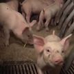 Европейский сектор свиноводства переживает глубокий кризис