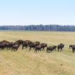Осенний учет детенышей зубров начался в Беларуси – перед приходом зимы стада животных выходят из лесов