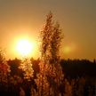 До +36℃! Оранжевый уровень опасности объявлен в Беларуси 12 июля
