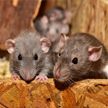 CNEWS: из-за крыс жизнь в Париже стала «невыносимой»
