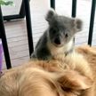 Добрая австралийская собака усыновила детёныша коалы