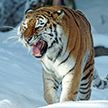 Тигр в Хабаровском крае убил мужчину и его собаку