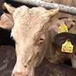 Нелегальная торговля скотом. Как экс-директор и зоотехник продали на стороне около 500 голов коров, а потери списали на падеж