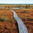 Фильм о самом большом болоте в Беларуси покажут онлайн