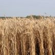 Лукашенко: сельскому хозяйству нужна диктатура. А у нас она есть — давайте включать ее